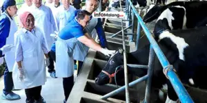 Pemkab Malang Siapkan 10 Ribu Vaksin PMK untuk Hewan Ternak