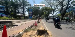 Pemkot Malang Lakukan Pemotongan Pohon di Jalan Soekarno Hatta, Lalin Terganggu Malam Hari
