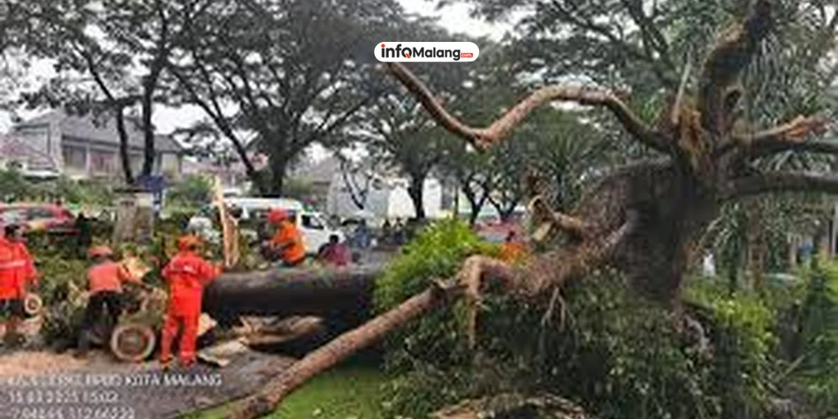 Pemkot Malang Lakukan Penanganan Pohon Tumbang di Beberapa Titik
