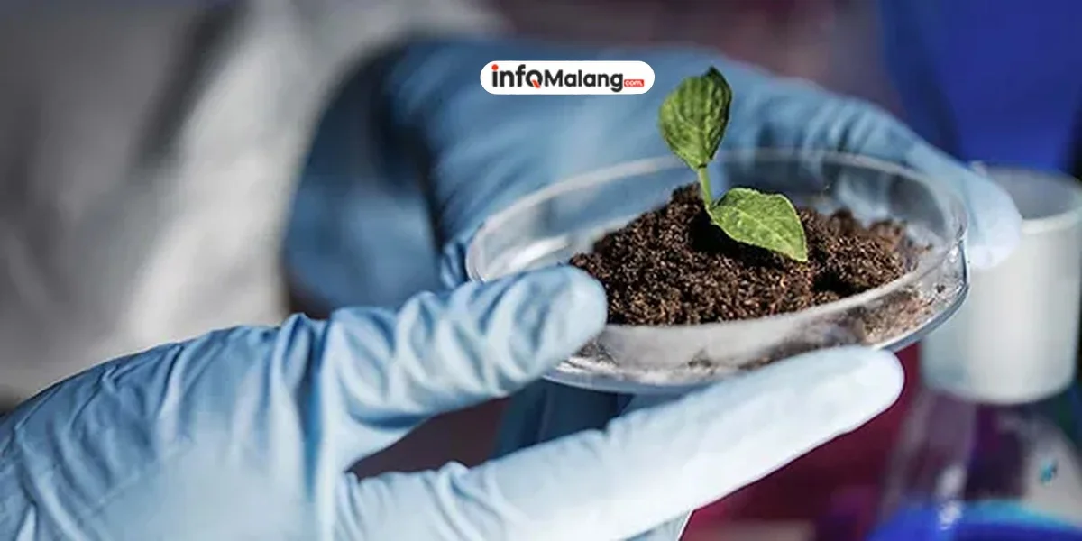 Penerapan Bioteknologi dalam Meningkatkan Kualitas Pertanian