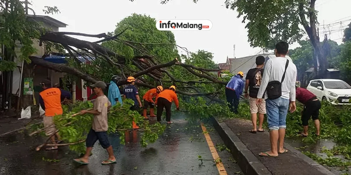 Pengendara di Kabupaten Malang Diminta Waspada Pohon Tumbang Saat Musim Hujan