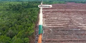 Permintaan Pasar Amerika Disebut Jadi Pemicu Hilangnya Paru-Paru Dunia(Kalimantan)