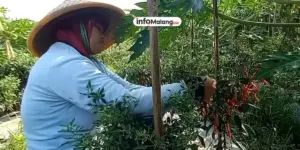Petani Donomulyo Paling Banyak, Kabupaten Malang Siap Salurkan 55.655 Ton Pupuk Subsidi