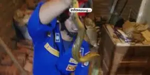 Petugas Damkar Malang Evakuasi Ular Koros dari Rumah Warga Pakis
