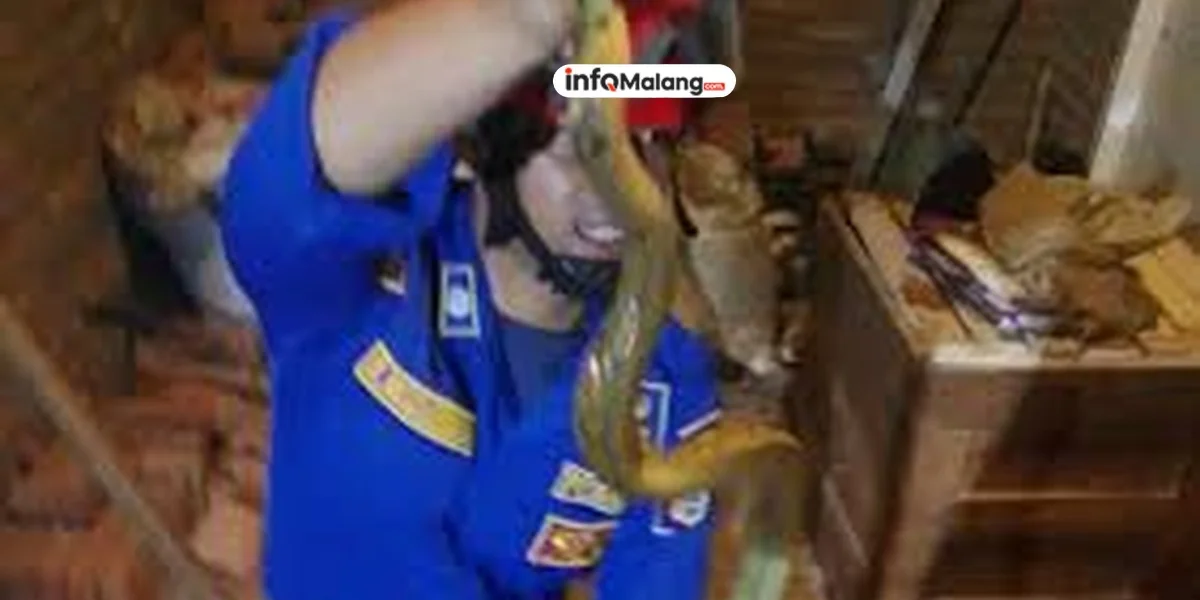 Petugas Damkar Malang Evakuasi Ular Koros dari Rumah Warga Pakis