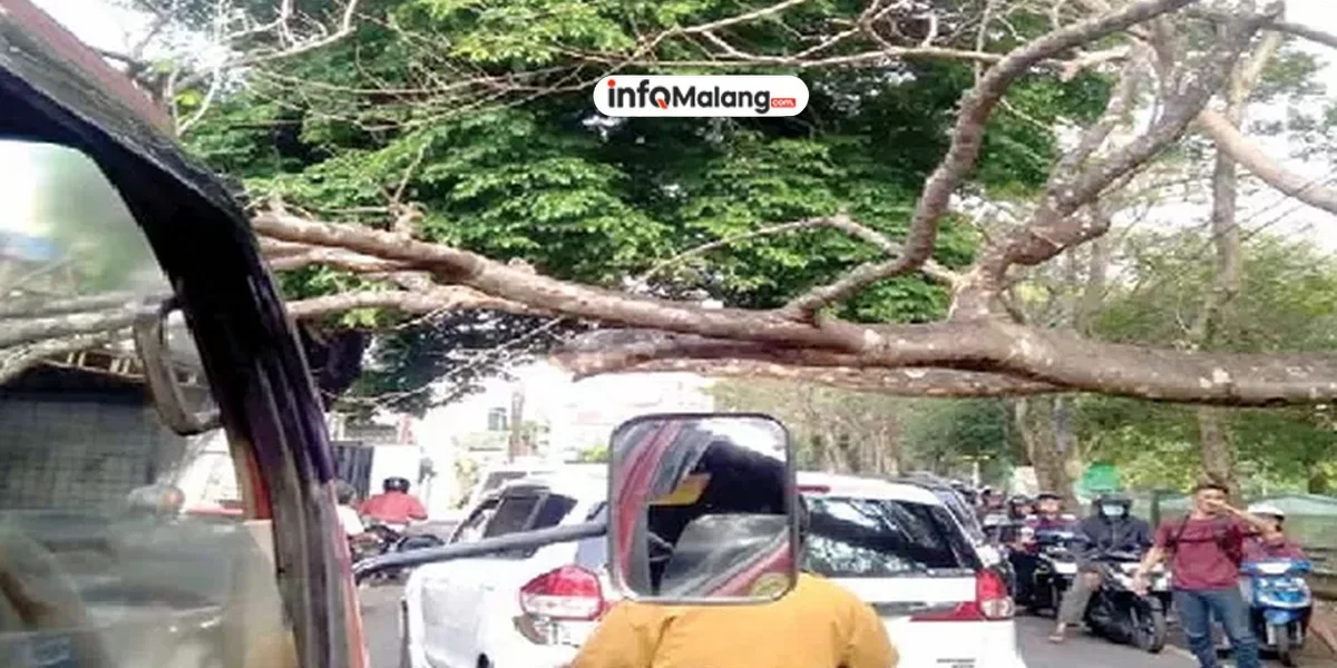Pohon Flamboyan Tumbang di Jalan IR Rais Kota Malang