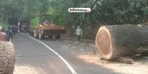 Pohon Pinus Tumbang Timpa Kabel Telkom, Jalur Malang–Kediri Lumpuh Akibat Hujan Disertai Angin Kencang