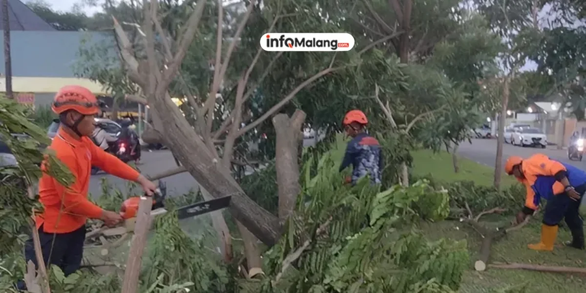 Pohon Trembesi Roboh di Lawang, Rumah Warga Rusak dan Jalan Tertutup