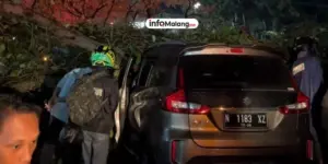 Pohon Tumbang Timpa Dua Mobil di Malang, Pengendara Selamat