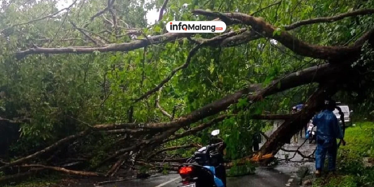 Pohon Tumbang di Gunung Geger Hambat Akses ke Malang Selatan