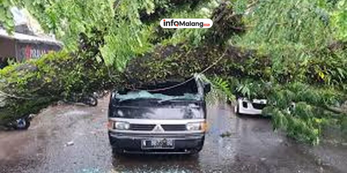 Pohon Tumbang di Kota Malang, Satu Orang Terluka dan Sejumlah Kendaraan Rusak