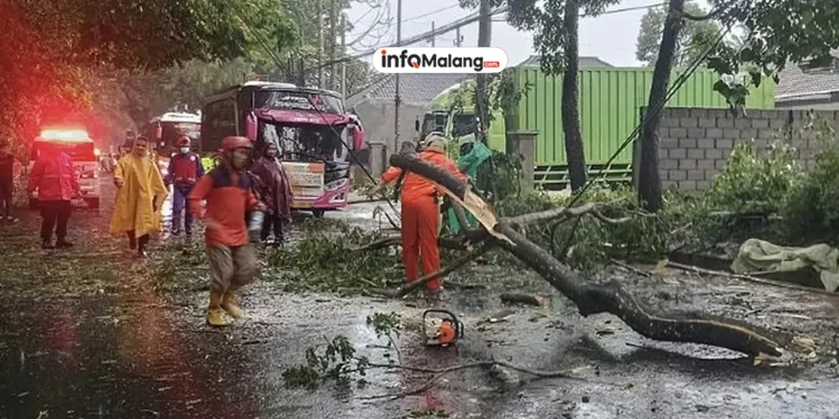 Pohon Tumbang di Malang Sebabkan Dua Korban Jiwa, Jalan Ahmad Yani Macet Parah