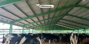 Polbangtan dan KAN Jabung Kembangkan Sapi Perah