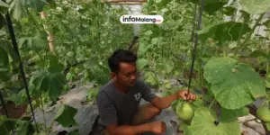 Produksi Melon Greenhouse di Donomulyo Meningkat Dua Kali Lipat