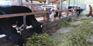 Produksi Susu di UPT Peternakan Kabupaten Malang Menurun, Sapi Aset Pemkab Tersisa 38 Ekor