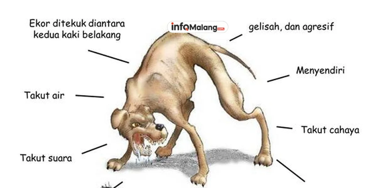 Rabies, Penyakit Berbahaya yang Perlu Diwaspadai