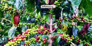 Rahasia FORE Hadapi Lonjakan Harga Kopi Global!