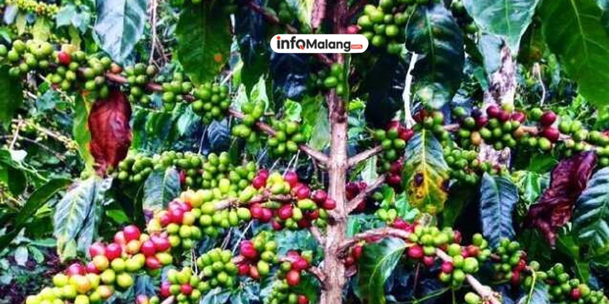 Rahasia FORE Hadapi Lonjakan Harga Kopi Global!