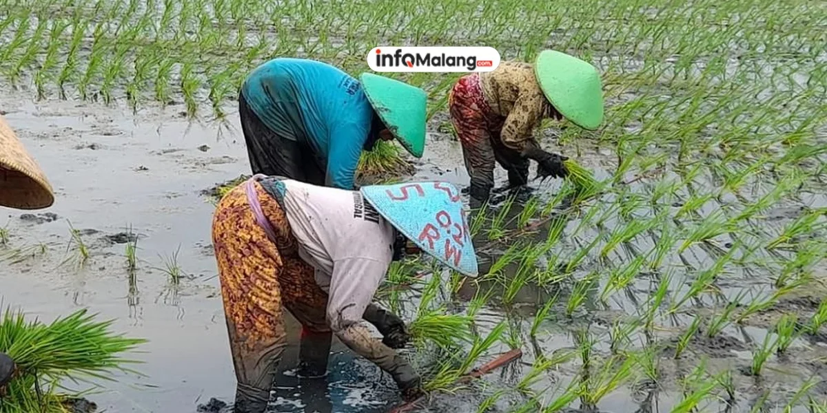 Responsif Atasi Harga Pangan, Pemkab Malang Gelontorkan 8 Ton Beras di Tiap Kecamatan