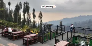 Taman Edelweiss Gunung Bromo, Destinasi Indah di Kaki Gunung