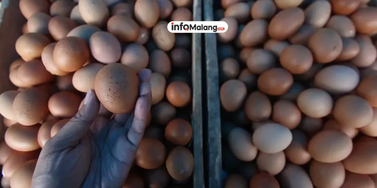 Telur Ayam Sumbang Inflasi Tertinggi di Kota Malang Selama Libur Akhir Tahun