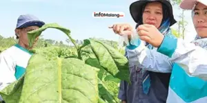 Tembakau Jadi Komoditas Unggulan, Produksi di Kabupaten Malang Bertambah