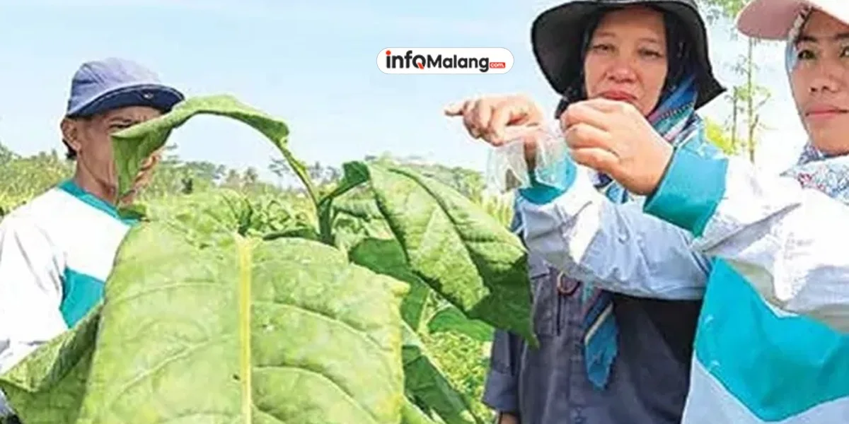 Tembakau Jadi Komoditas Unggulan, Produksi di Kabupaten Malang Bertambah