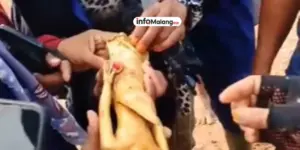 Temukan Harta Karun 16 Kg Emas! Petani Ini Bikin Geger!