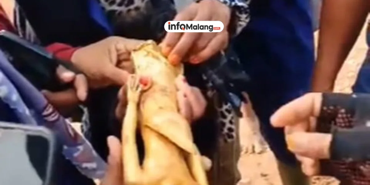 Temukan Harta Karun 16 Kg Emas! Petani Ini Bikin Geger!