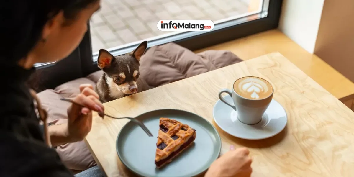 Tiga Kafe di Malang untuk Pencinta Hewan, Tempat Seru Isi Akhir Pekan