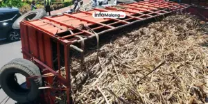 Truk Bermuatan Tebu Tumpah di Tikungan Jalan Raden Panji Suroso, Depan Polsek Blimbing Macet