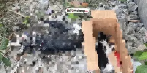 Viral 12 Kucing Mati Massal di Malang, Diduga Diracun