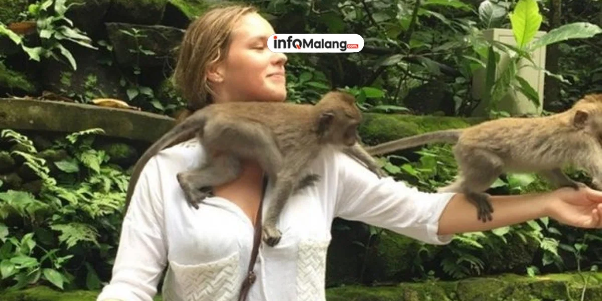 Viral! Monyet di Tahura Bandung Curi HP Pengunjung dan Rekam Video Slowmo