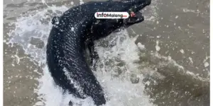 Vonis 5 Bulan Penjara untuk Pemelihara Ikan Predator di Malang