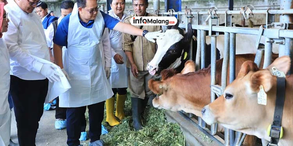 Wabah PMK di Kota Malang Melonjak : Antara Wabah dan Stabilitas Perekonomian