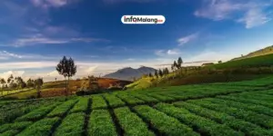 Wisata Alam Eksotis di Batu Malang, Menjelajahi Keindahan Alam Brakseng yang Viral