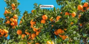 Wisata Edukatif Petik Jeruk di Malang