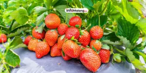 Wisata Petik Stroberi, Liburan dan Edukasi Pertanian