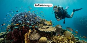 6 Lokasi Menyelam Paling Eksotis di Dunia yang Menjadi Incaran Para Penyelam Profesional