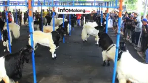 Kontes Kambing Mapec Solidarity di Malang, Sukses Digelar