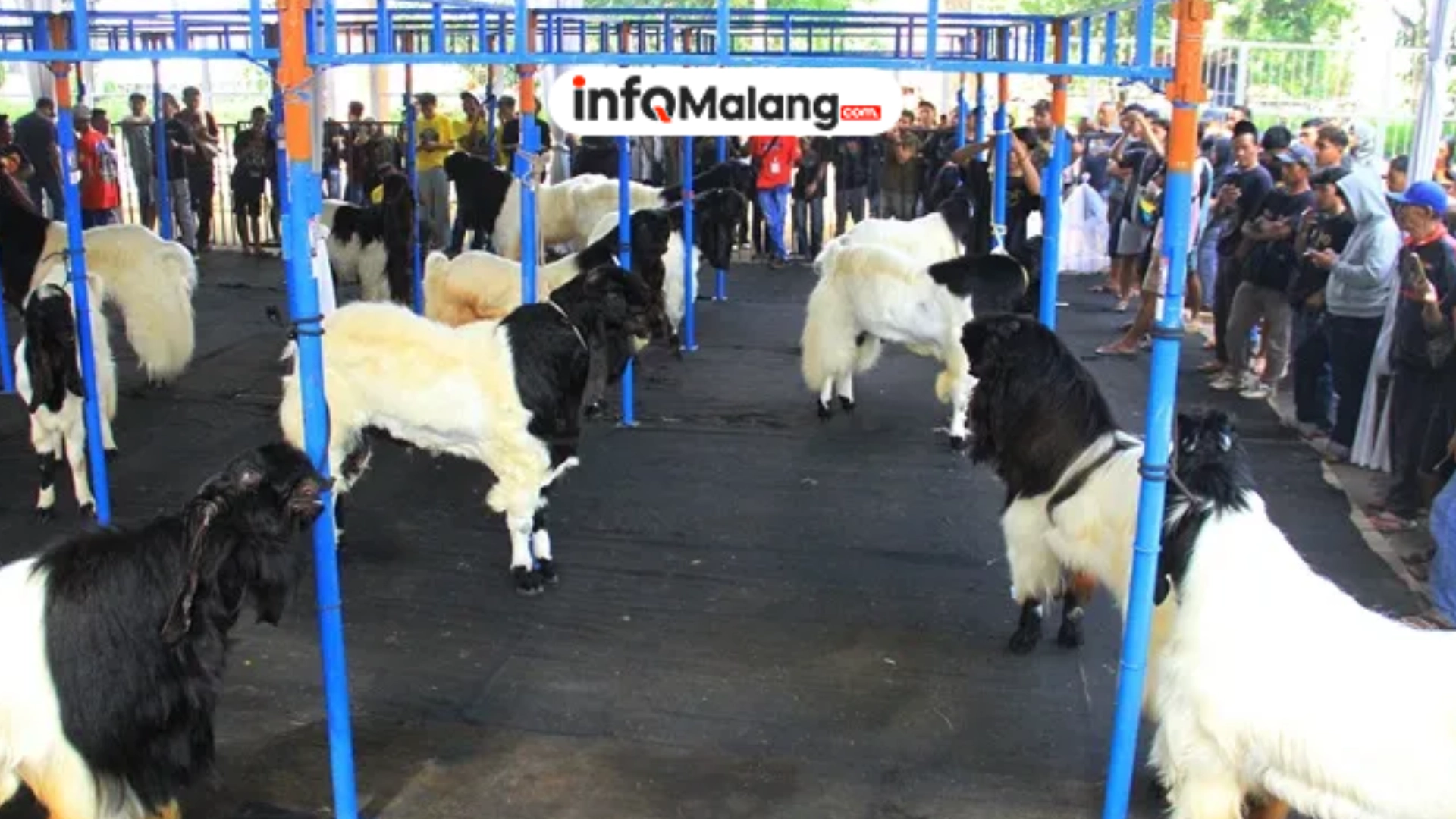 Kontes Kambing Mapec Solidarity di Malang, Sukses Digelar