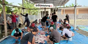 Semangat Kebersamaan dan Kepedulian, Masjid Ibadurrahman Desa Saptorenggo Laksanakan Kurban 4 Sapi dan 15 Kambing