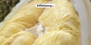 TasteAtlas 2026 Ratakan Musang King Jadi Salah Satu Buah Tropis Paling Tidak Disukai