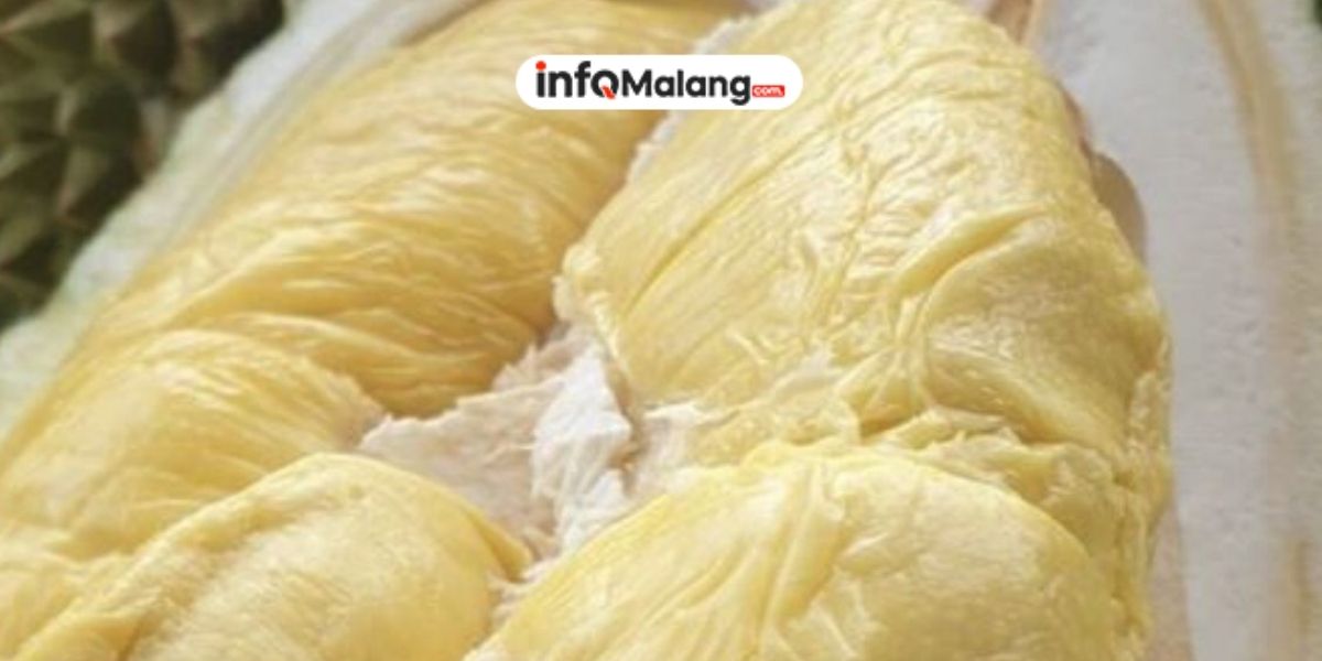 TasteAtlas 2026 Ratakan Musang King Jadi Salah Satu Buah Tropis Paling Tidak Disukai