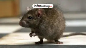 Waspada Leptospirosis, Penyakit dari Kencing Tikus yang Berbahaya