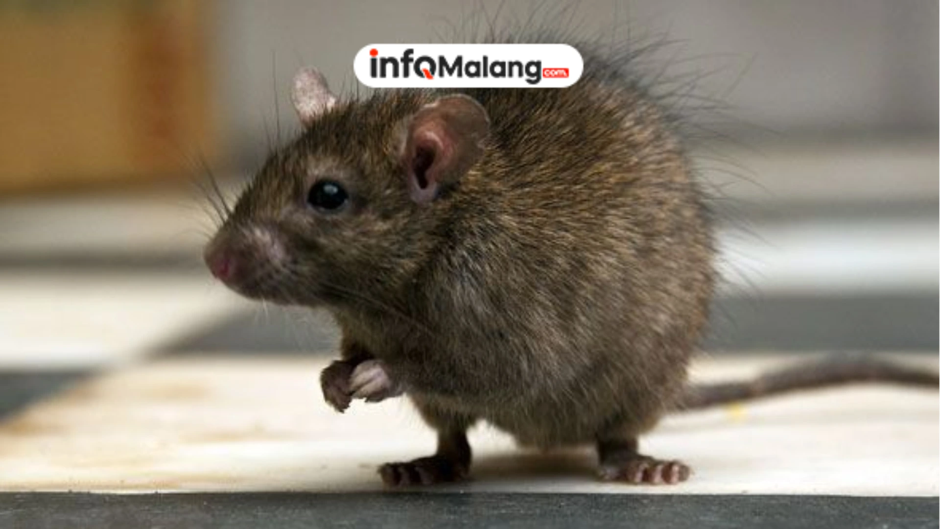 Waspada Leptospirosis, Penyakit dari Kencing Tikus yang Berbahaya