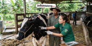 Wabah LSD pada Sapi Jadi Perhatian, DPKH Malang Imbau Peternak Bertindak Cepat