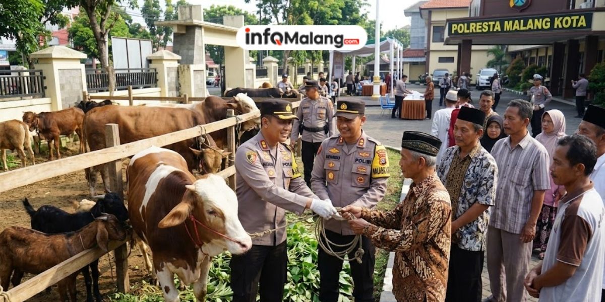 Momentum Idul Adha, Polresta Malang Kota Salurkan 13 Sapi dan 27 Kambing ke Masyarakat