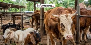 Daftar Harga Hewan Kurban di Malang 2026, Kambing dan Sapi Terbaru Jelang Iduladha