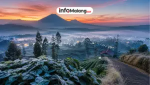 Fenomena Bediding Mulai Terasa di Malang, Suhu Terdingin Diprediksi Juli-Agustus